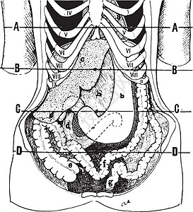 脏器在内脏下垂状态中的位置图片