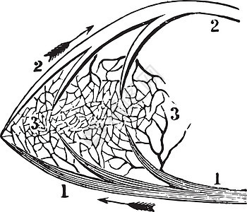 脉搏环流的一角 老式插图背景图片