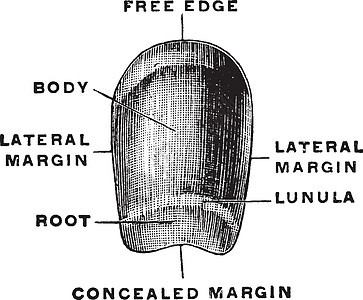 指甲 陈年插图背景图片