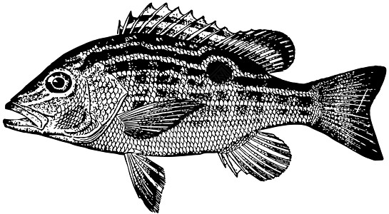 陈年插图绘画雕刻黑色艺术鲷鱼家庭白色图片