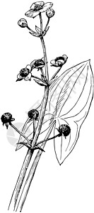 慈姑 Latifolia 复古插画图片