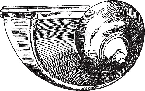 Snail Shell在文艺复兴期间用作饮用水罐 vi图片