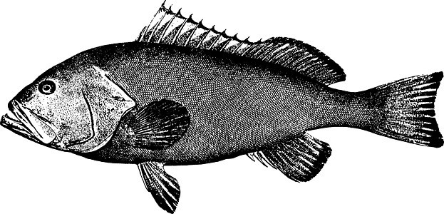 红石斑鱼复古图图片