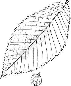 榆属榆树复古插画插图雕刻树叶黑色白色绘画艺术叶子图片