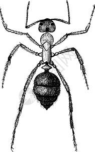 奴隶蚂蚁 古董插图图片
