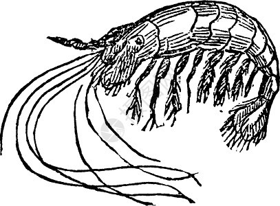 虾 古董插图艺术绘画黑色白色雕刻食物背景图片