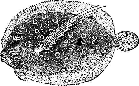 Flound 陈年插图背景图片