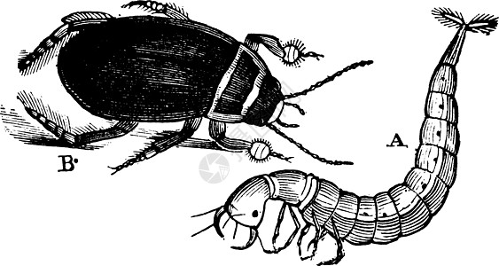 大潜水甲虫成人和拉瓦 古董插图图片