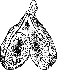 无花果复古插画绘画艺术雕刻黑色白色背景图片