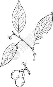 切里 普拉姆陈年插图绘画艺术雕刻白色黑色树叶李子边缘图片