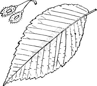 榆属榆树复古插画绘画白色中心水果翅膀黑色雕刻叶子艺术插图图片