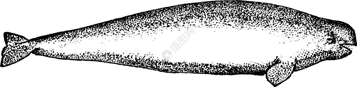 白鲸 古董插图背景图片
