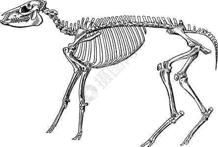 古董插图的中西波普斯贝蒂骨骼图片