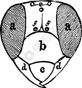 黄蜂头 古董插图图片