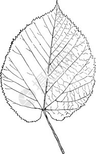 椴树属椴木复古插画艺术黑色圆形插图白色绘画雕刻叶子图片