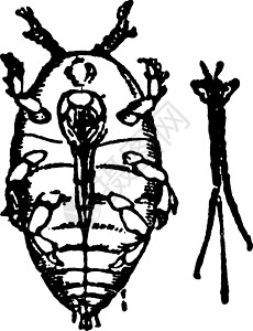 根瘤蚜复古图图片