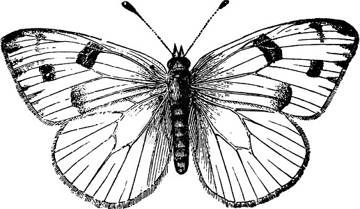 方格白蝴蝶复古插画图片