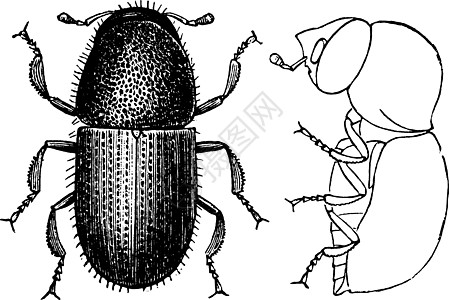 Pin Borer 陈年插图图片