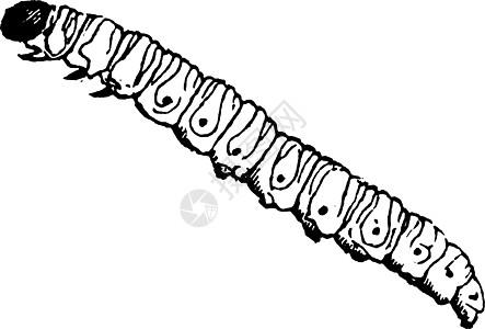 Gelechia 古董插图鱼科插画家庭图片