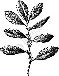 茶树复古插画锯齿状插图艺术雕刻灌木黑色树叶白色绘画图片