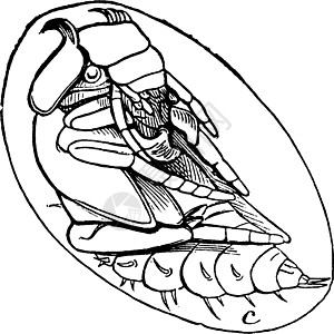 水清道夫甲虫复古插图甲虫三角肌图片