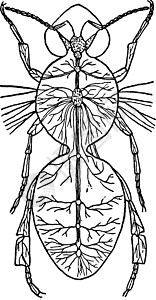 神经系统 古董插图电子绘画蜜蜂背景图片