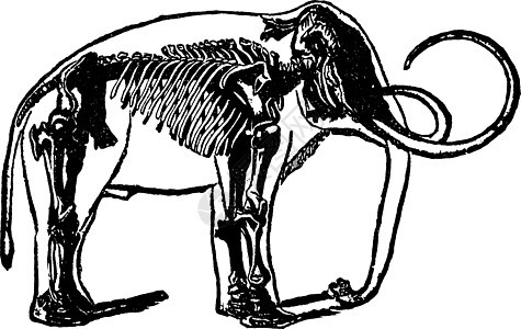 猛犸象复古插图的骨架图片