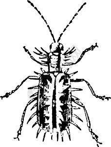 古董插图植被昆虫破坏性图片