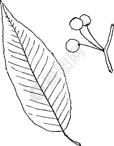 切里 普拉姆陈年插图雕刻李子白色树叶黑色边缘艺术绘画图片