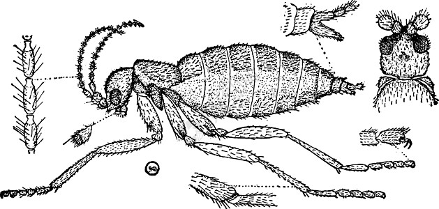 Epidapus 复古插图绘画图片