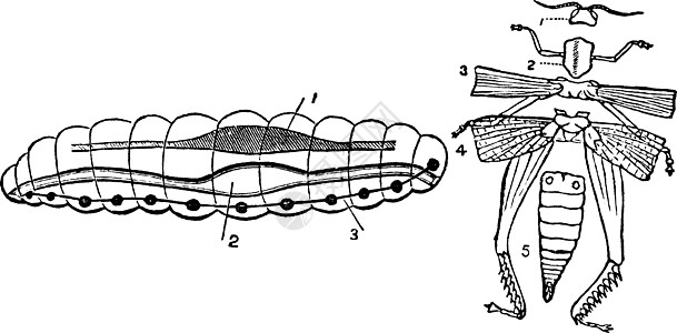 昆虫 古董插图团体脊椎动物图片