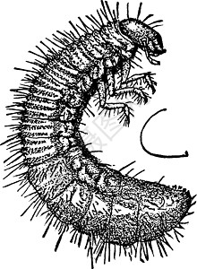 古代插图绘画甲虫图片