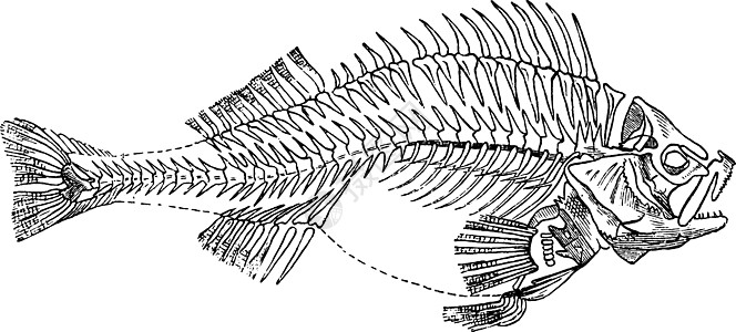 鱼骨架复古插画图片