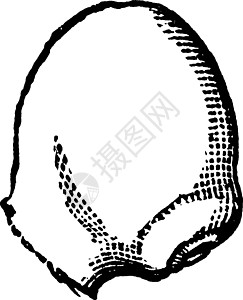 玉兰复古插画植物胚珠雕刻黑色生长种子艺术白色绘画插图图片