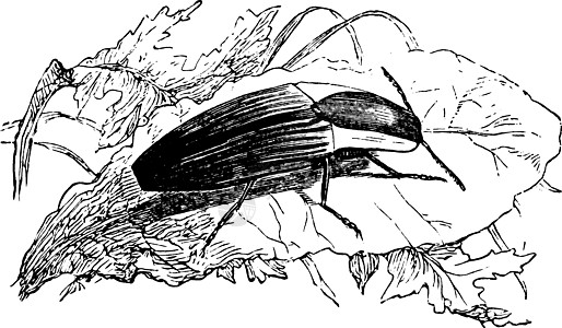 单击甲虫复古插图蠓科甲虫昆虫插画家庭图片