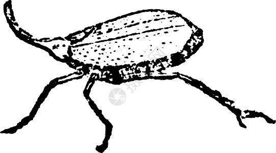插图昆虫背景图片