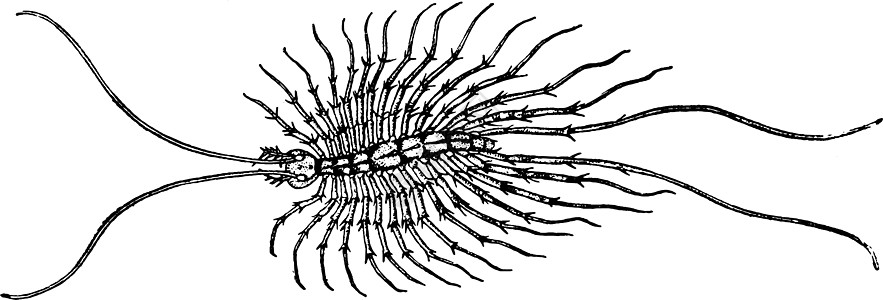 Scutigera 镊子复古插图图片