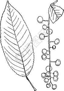 切里 普拉姆陈年插图白色李子边缘雕刻绘画黑色艺术树叶图片