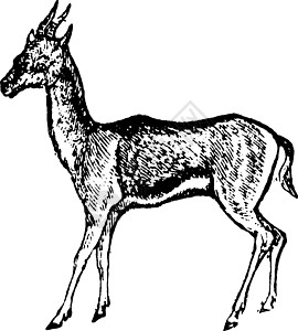 Gazelle 古董插图图片