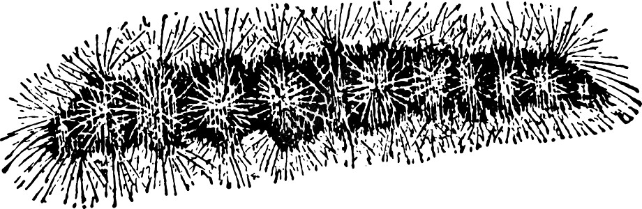 海毛毛毛虫 古董插图图片