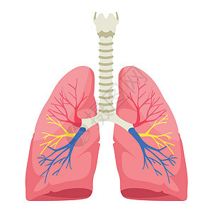 白色背景下的人肺解剖矢量图解图片