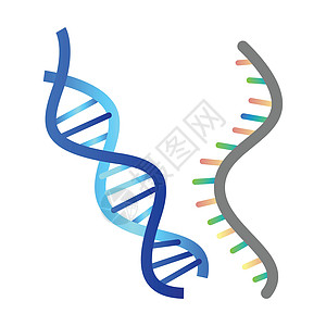 rna白色背景上的 DNA 和 RNA 矢量图解插画