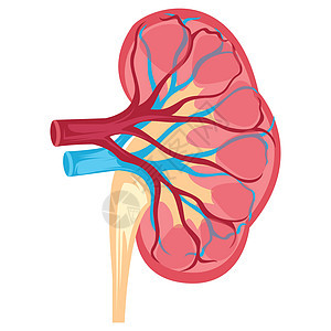 白色 bac 人体肾脏矢量图解的解剖设计图片