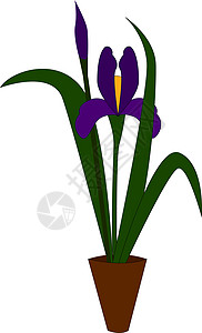 带有紫色或彩色图案的鸢尾花植物图片