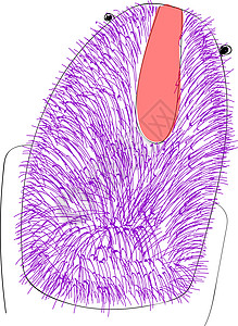 蓬松的紫色动物矢量图或彩色插图图片