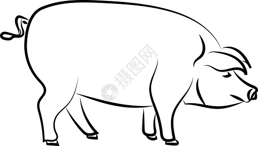 大猪站立 插图 白色背景的矢量图片
