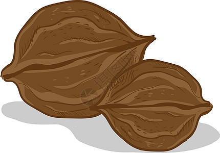 白色背景上的一对棕色食物种子植物营养核桃饮食坚果小吃绘画图片