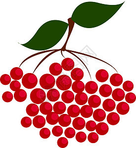 白色背景上的红色浆果绿色绘画甜点插图醋栗叶子食物饮食水果图片