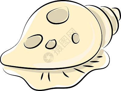 白色背景的贝壳绘图 插图 矢量图片