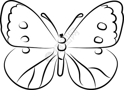 白色背景上的蝴蝶黑色草图动物翅膀收藏大自然艺术插图绘画动物群图片